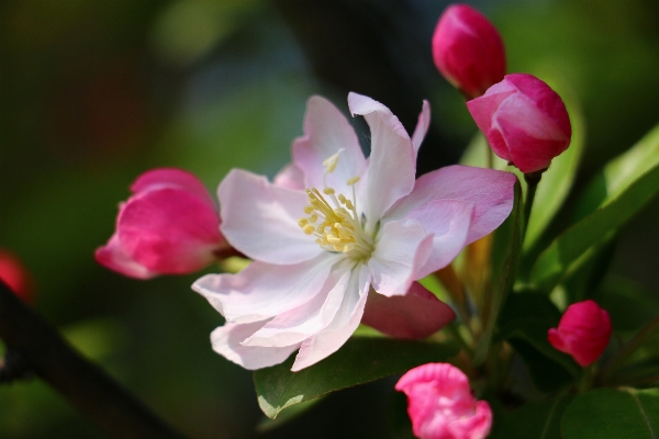 Foto Florescer plantar flor pétala