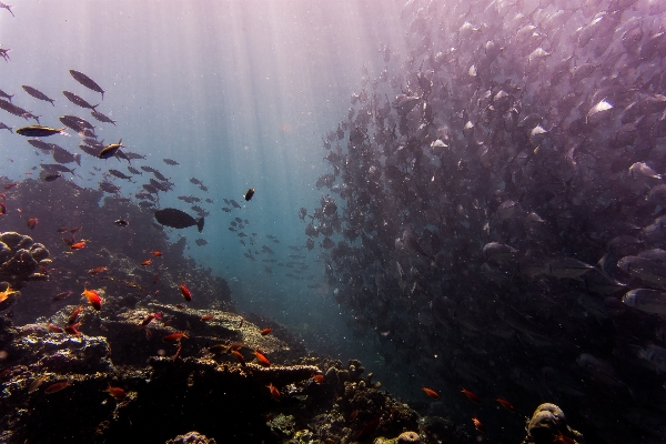 Sea water ocean underwater Photo