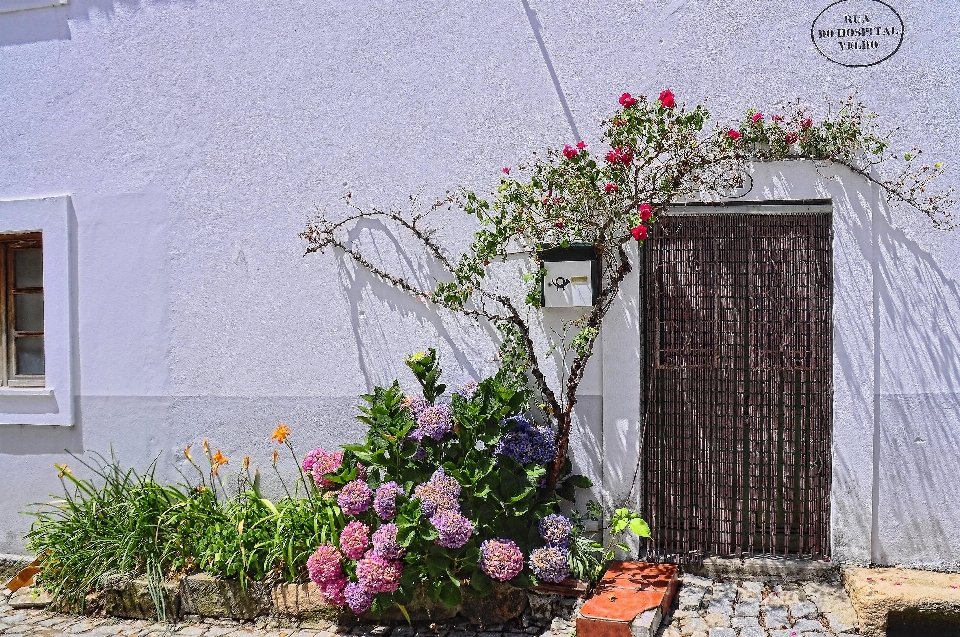 Casa flor janela lar