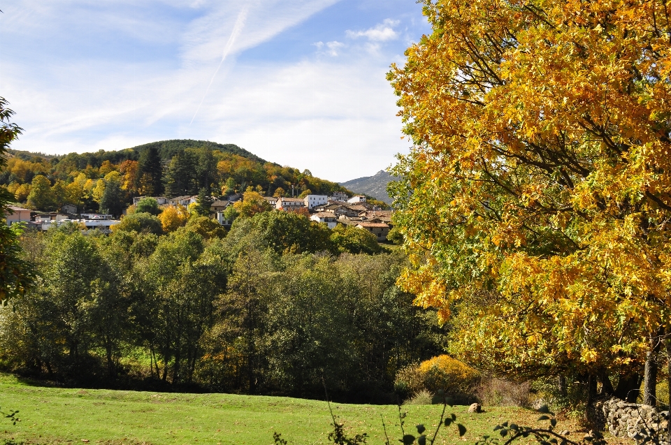 Landschaft baum natur wald