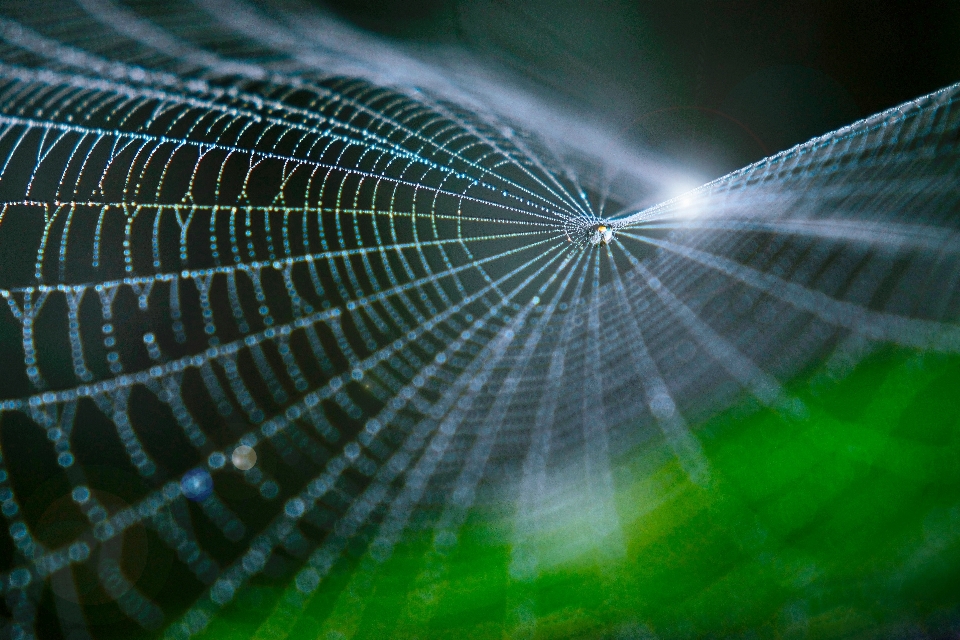 Dew wing sunlight leaf