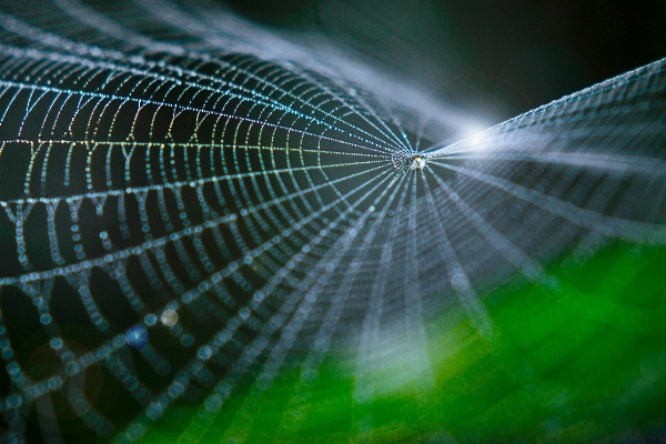 Dew wing sunlight leaf Photo