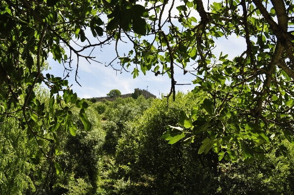 Tree nature forest branch Photo