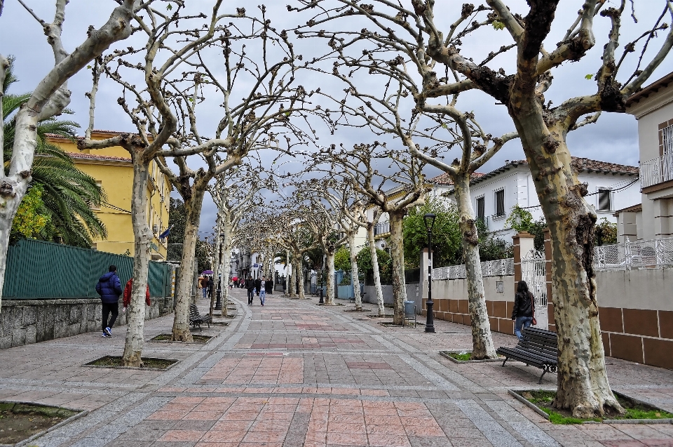 Arbre usine route rue