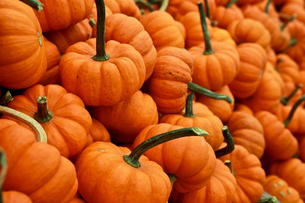 Fall orange food produce Photo