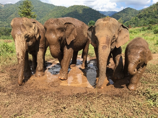 野生動物 哺乳類 fauna サバンナ
 写真