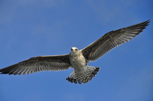 Bird wing seabird gull Photo