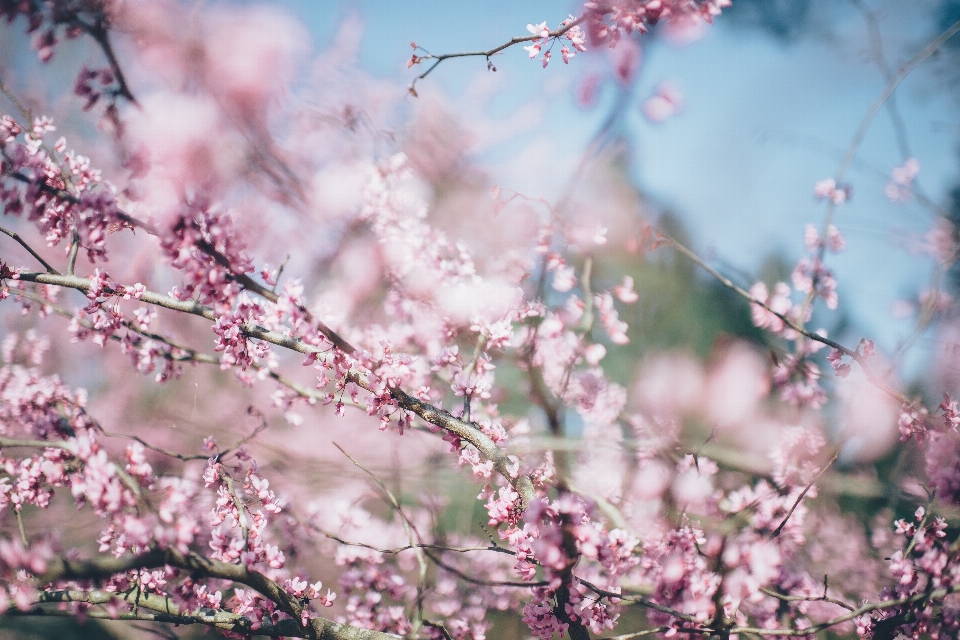 Baum zweig blüte anlage