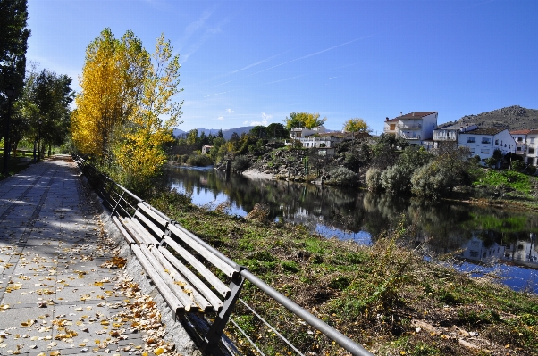 Coast tree river walkway Photo