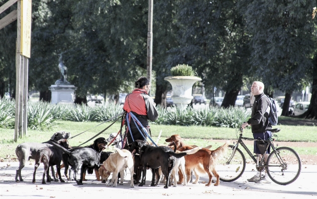 Cute vehicle dogs cachorros Photo