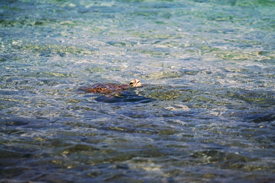 Mar costa agua océano