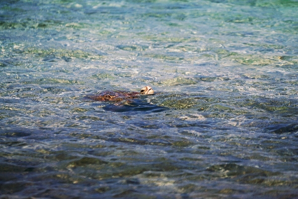 Sea coast water ocean Photo