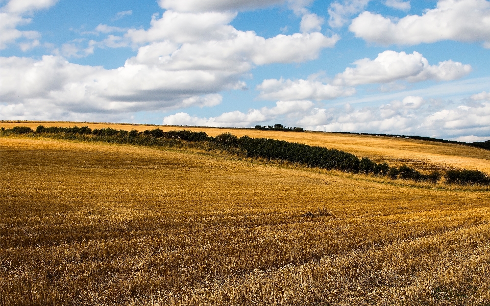 Landschaft gras horizont wolke