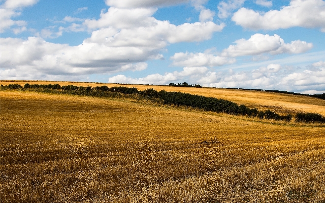 Landscape grass horizon cloud Photo