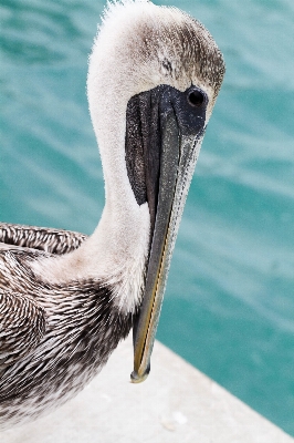 Bird wing pelican seabird Photo