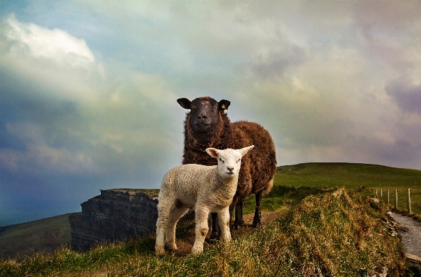 Nature grass mountain cloud Photo