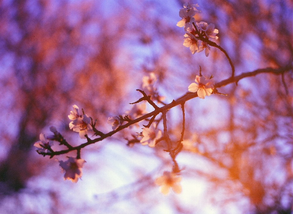 árbol naturaleza rama florecer