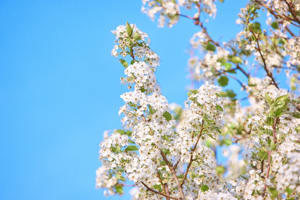 Tree branch blossom plant