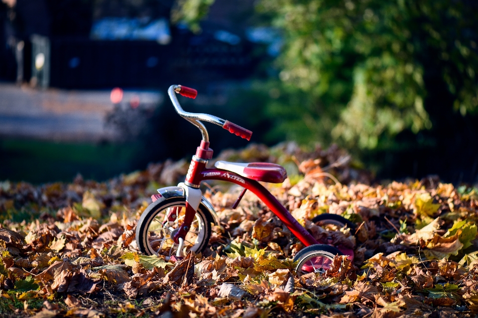 Ruota foglia autunno triciclo