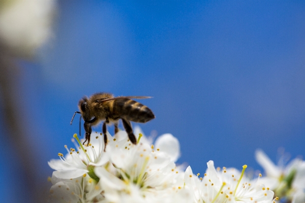 Zdjęcie Natura kwitnąć fotografia kwiat