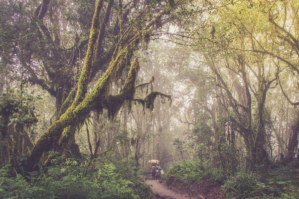 Tree nature forest swamp Photo