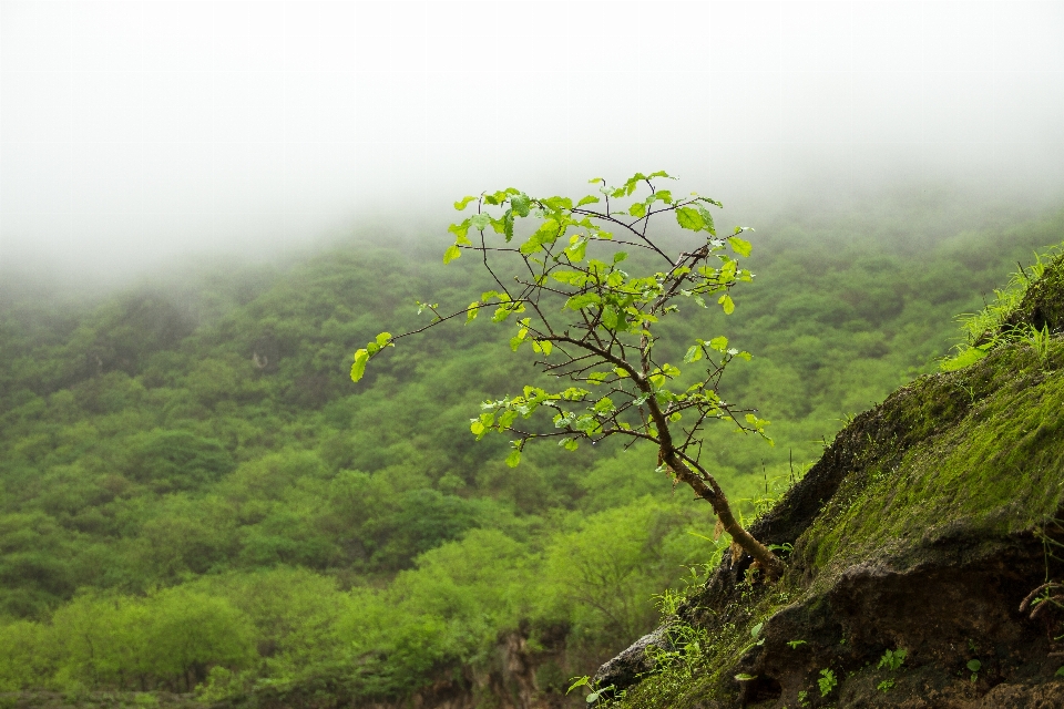 Landscape tree nature forest