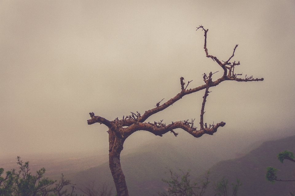 Landschaft baum natur draussen