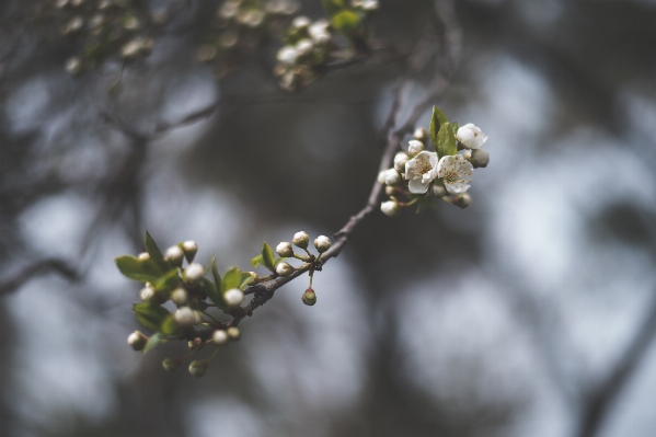 Photo Arbre nature bifurquer fleurir