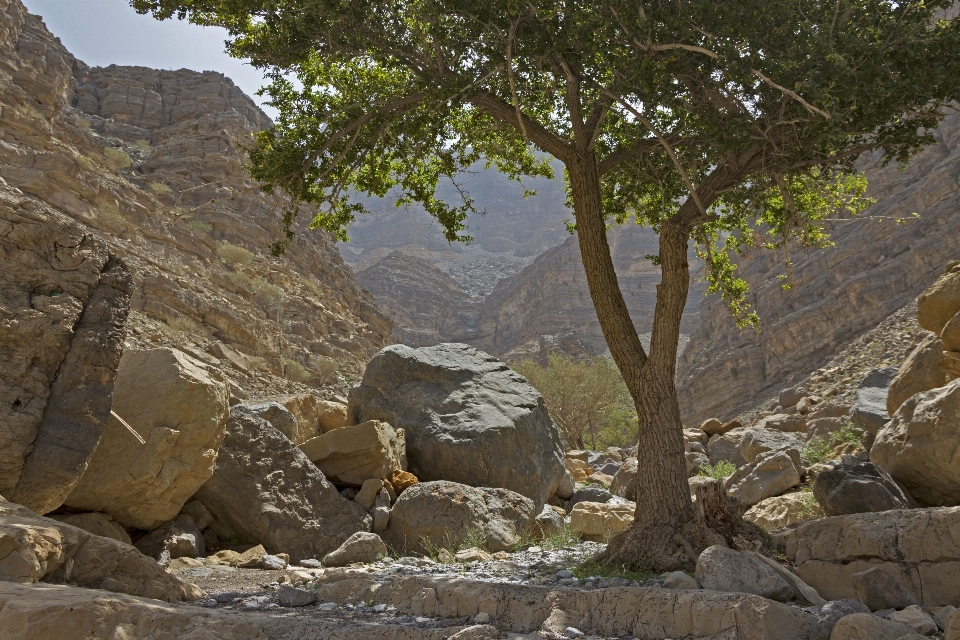 Landschaft baum natur rock