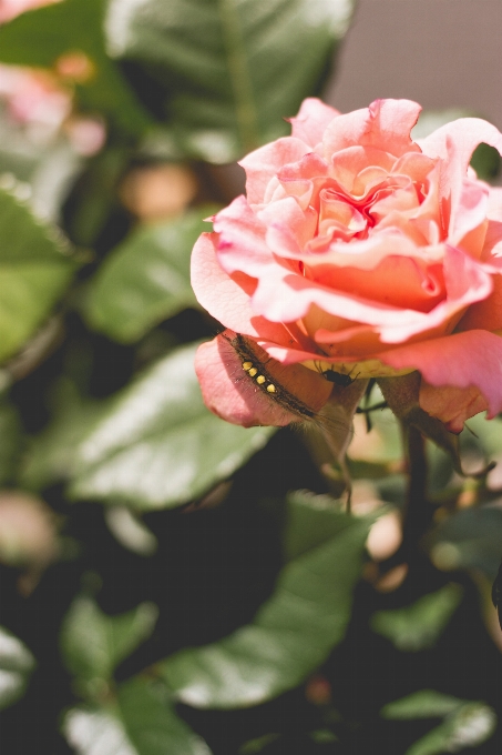 Blüte anlage blatt blume