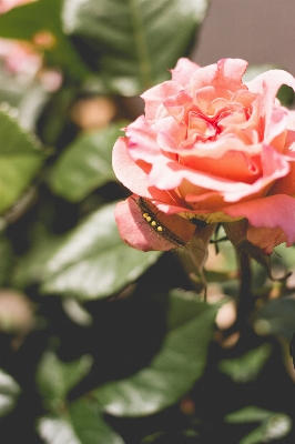 Blossom plant leaf flower Photo