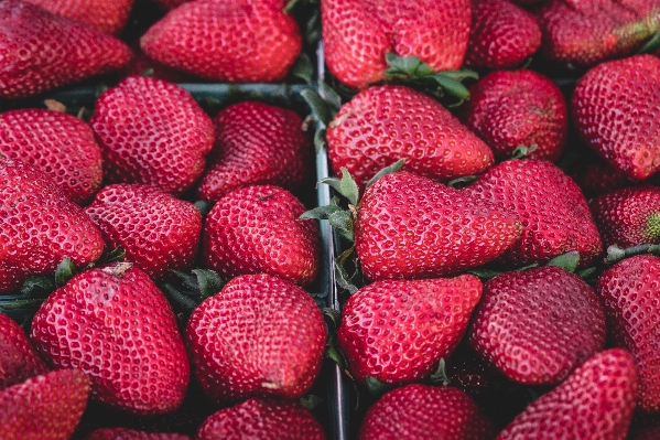 Foto Planta fruta baya alimento