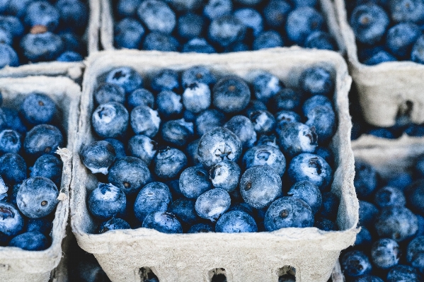 Plant fruit berry ripe Photo