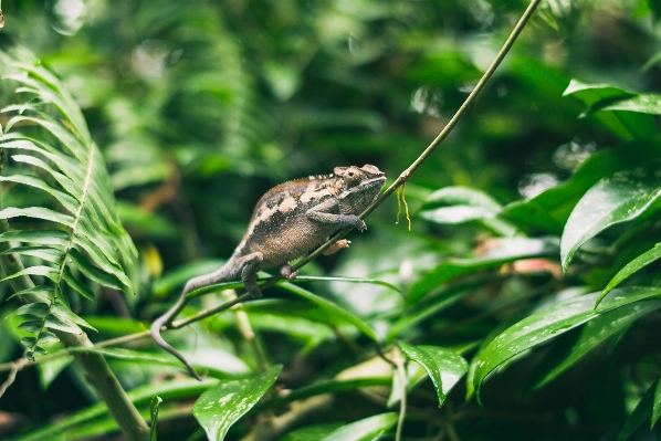 Nature branch bird leaf Photo