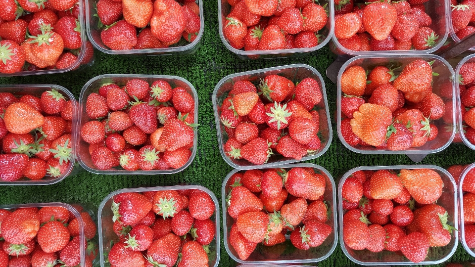 Planta fruta baya comida