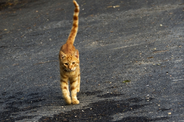 Leaf cat soil mammal Photo