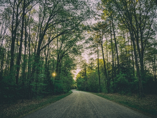 Tree nature forest grass Photo