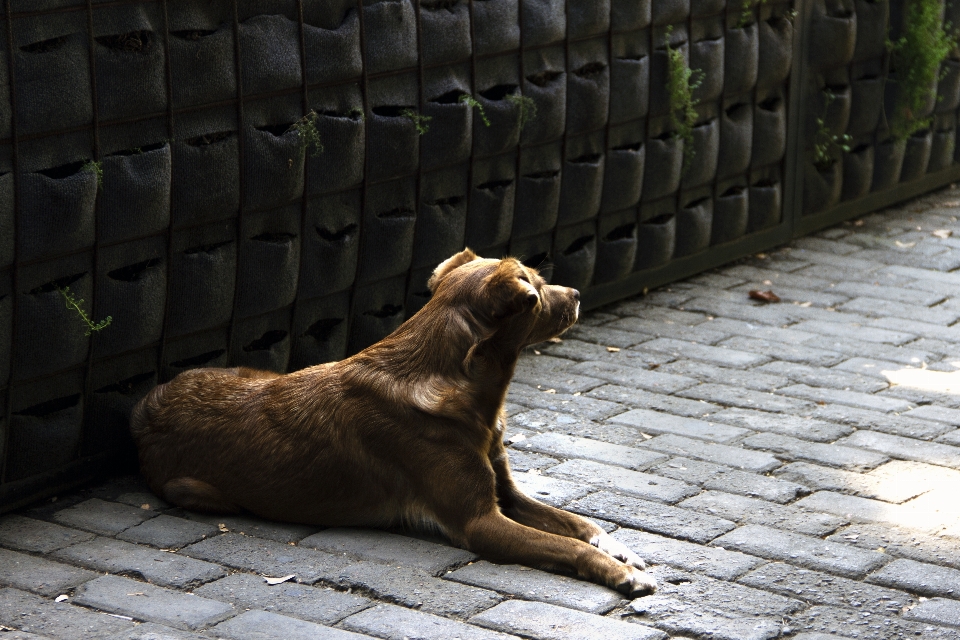 ライト 街 写真撮影 子犬