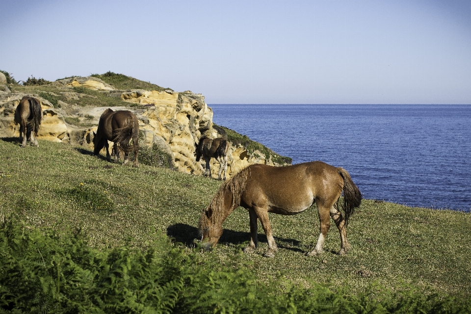 Krajobraz natura ocean łąka
