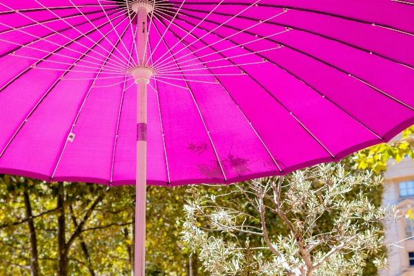 Architecture flower france umbrella Photo