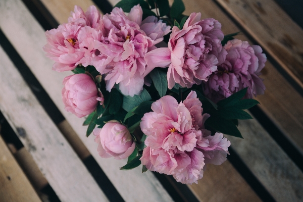 Blossom plant flower petal Photo