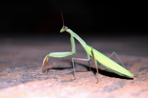 Wing green insect fauna Photo