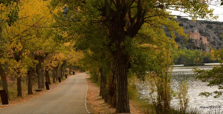 Landscape tree nature forest Photo