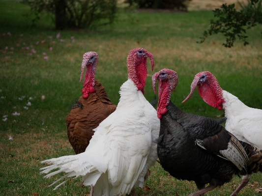 Grass bird wing group Photo