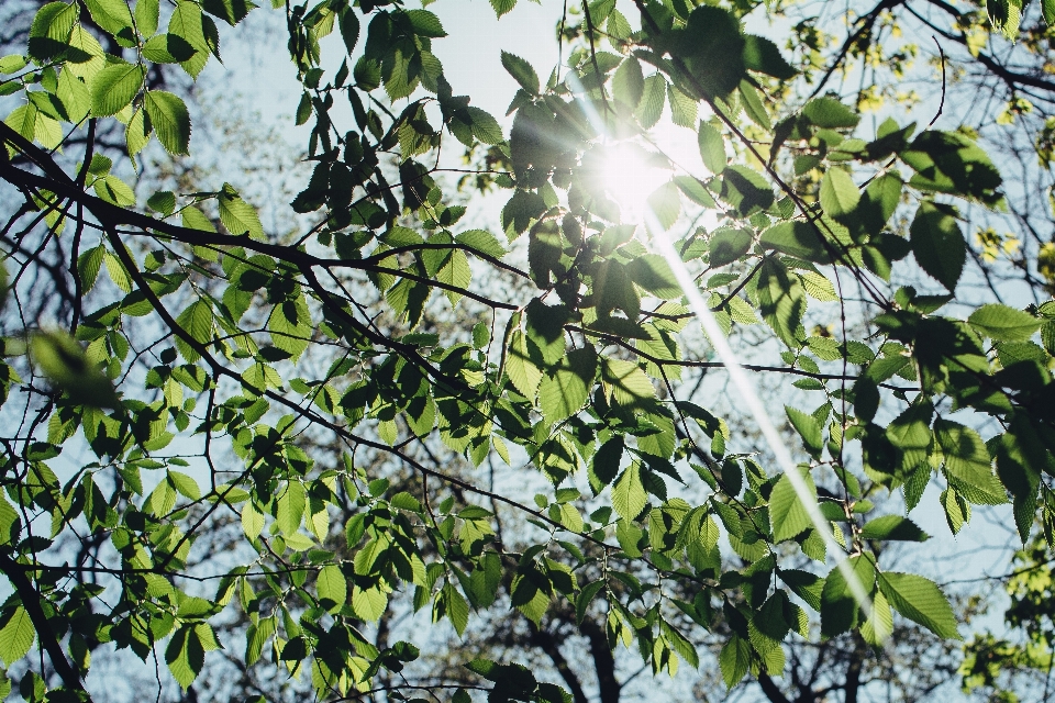 árbol rama florecer planta