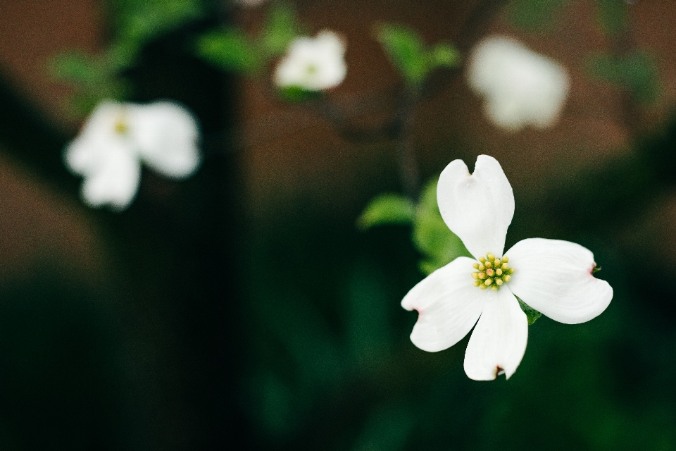 Nature fleurir usine blanc