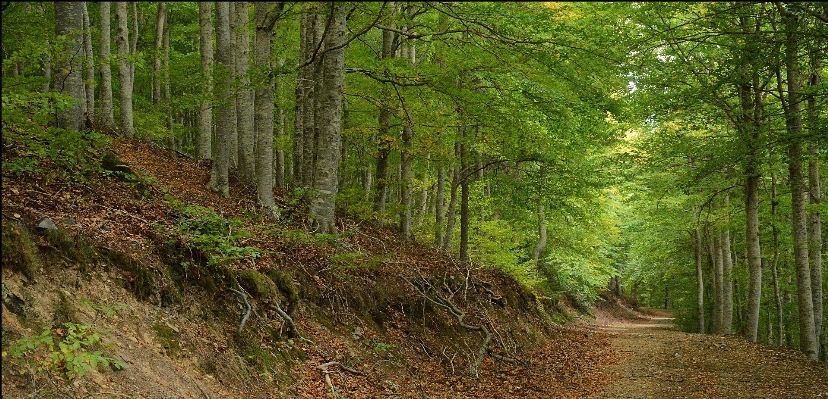 Ağaç orman el değmemiş doğa
 bitki Fotoğraf