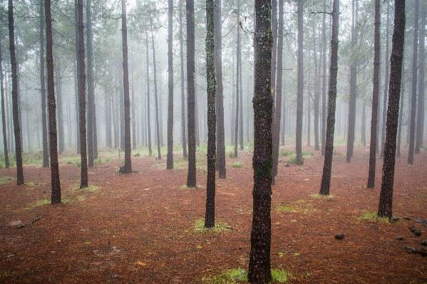 Tree forest wilderness branch Photo