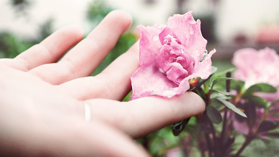 Mano florecer planta fotografía