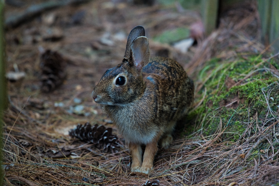 Natureza grama animal animais selvagens